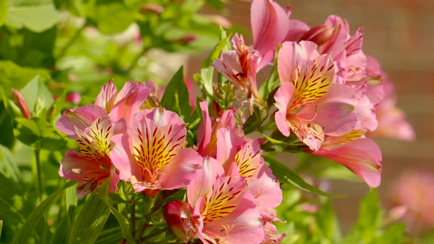 Header of Alstroemeria