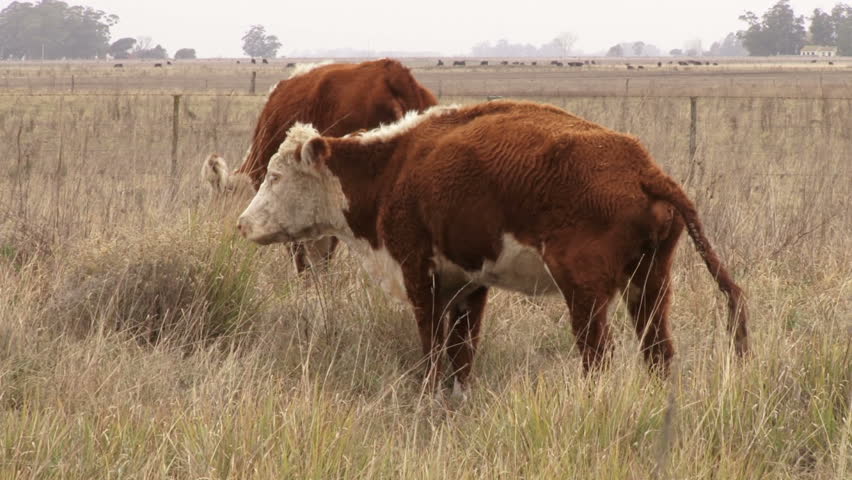 Cow Eats Grass On The Meadow Of Wheat Stock Footage Video 18378664 ...