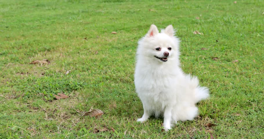 Adorable Pomeranian White Dog
