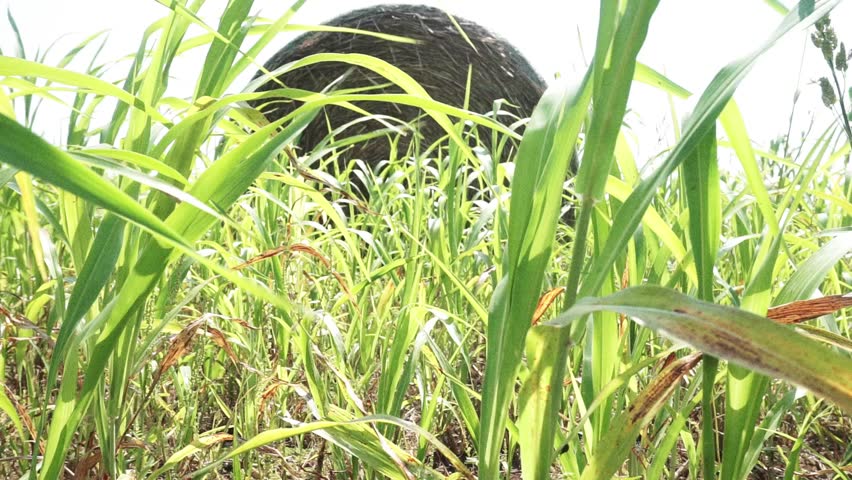 Header of hay bale