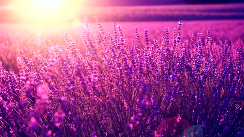 Lavender Field In Provence France Stockvideos Filmmaterial
