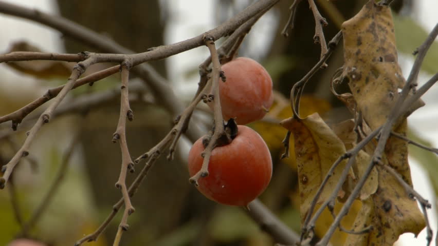 Header of American Persimmon
