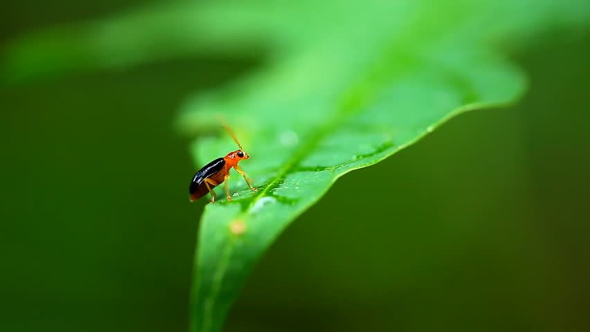 Black Flea Beetle On Green Stock Footage Video (100% Royalty-free ...