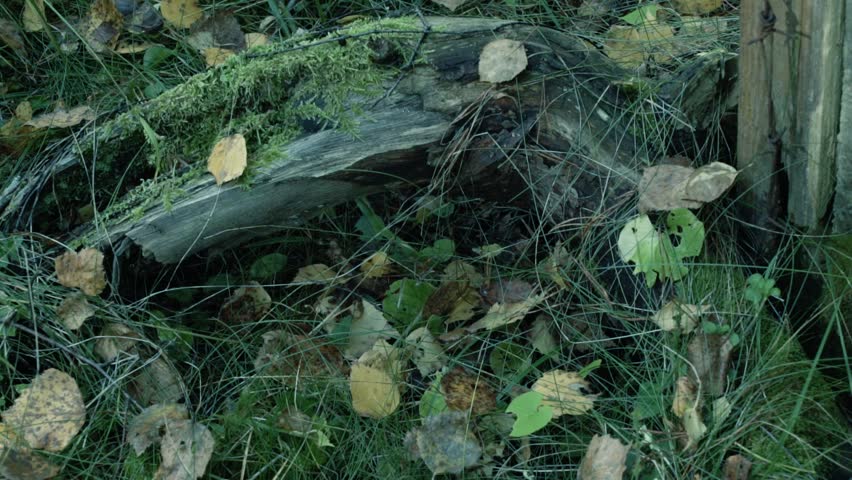 Header of bayonet
