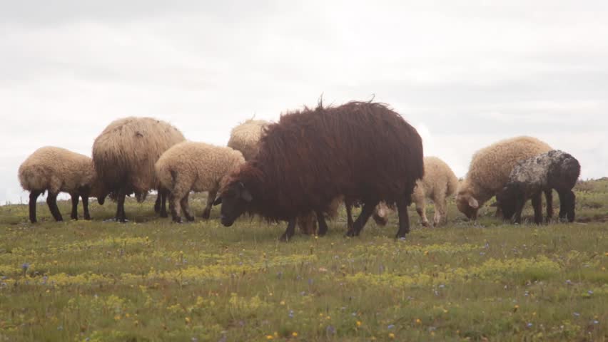 Header of sheepman