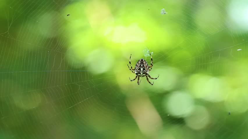 macro shot of a small black spined micrathena spider weaving its arachnid works