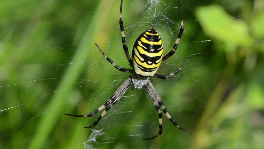 Wasp Spider Argiope Bruennichi Beautiful Stock Footage Video 100