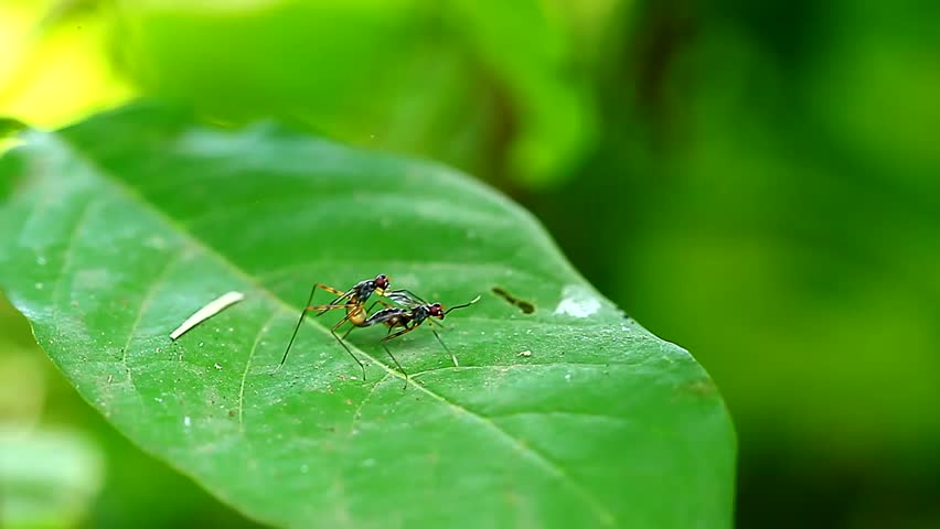Mating Long-legged Flies of the Stock Footage Video (100% Royalty-free