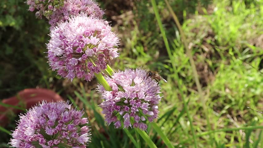 Header of Allium nutans
