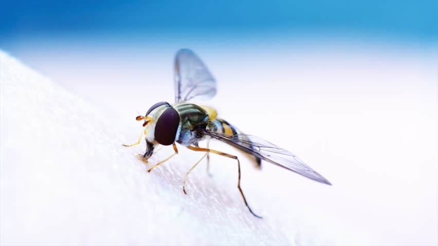 Header of Diptera