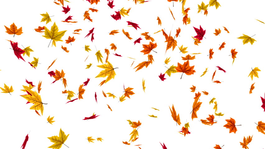 Animation of Falling Autumn Leaves Stock Footage Video (100% Royalty