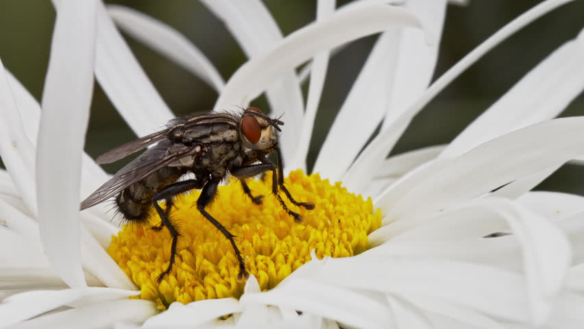 Header of Sarcophagidae