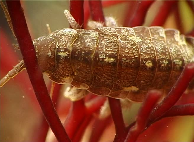 Header of Isopoda