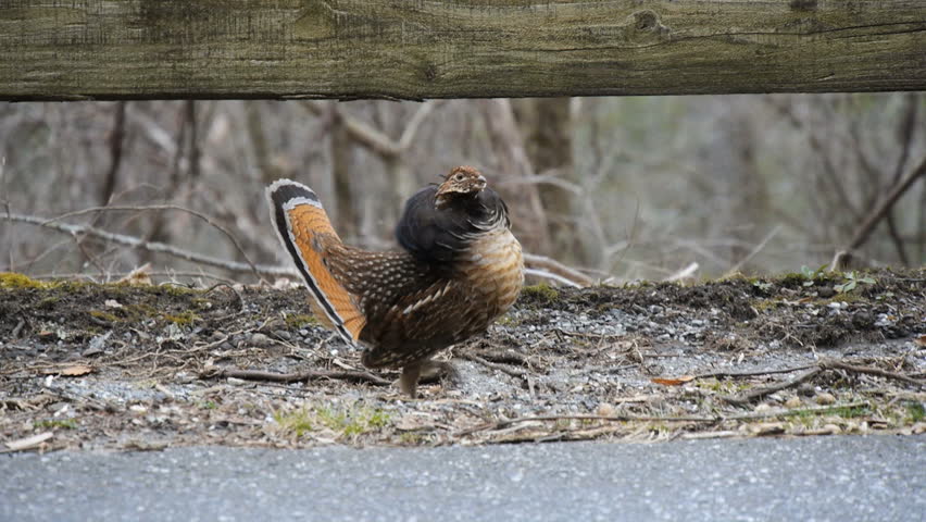 Header of grouse