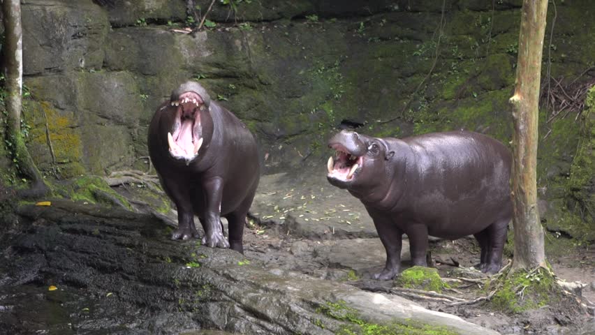 Two Hippos image - Free stock photo - Public Domain photo - CC0 Images