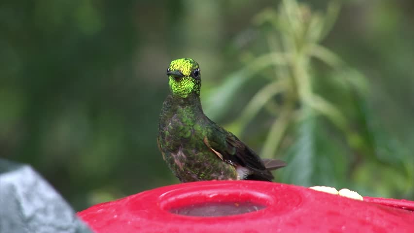 Kiwi Bird Drinks Nectar From Special Red Feeder On Galapagos Islands