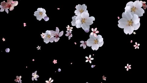 Pink Flower Petals Rising Black Background Stock Footage Video (100%  Royalty-free) 3257017 | Shutterstock