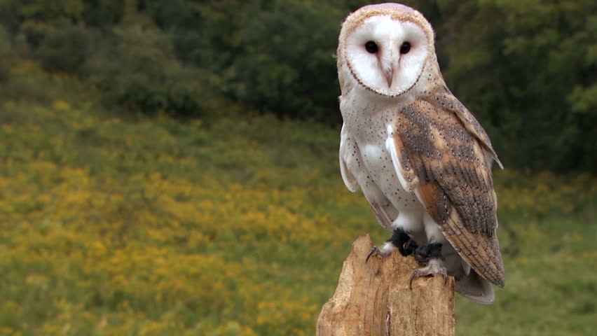 Barn Owl In Forest Stock Footage Video 100 Royalty Free