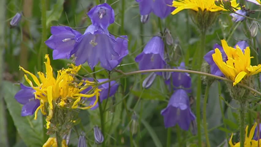 Header of harebell