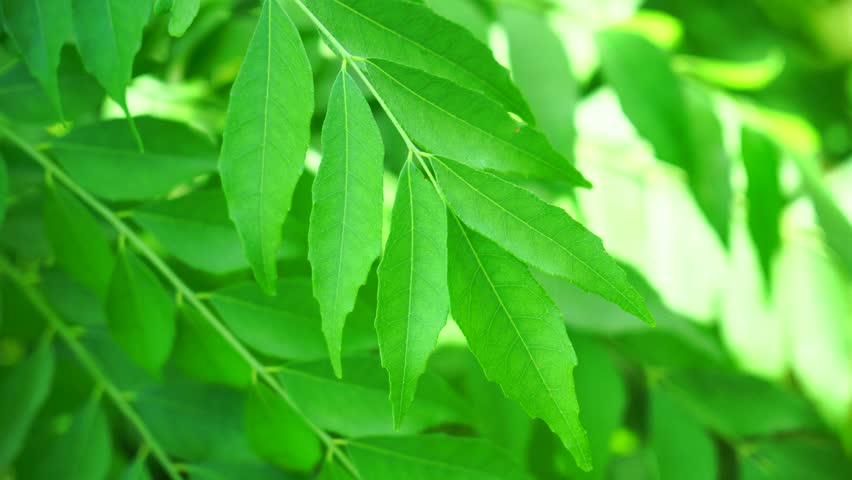 Curry Leaf Curry Tree Stock Footage Video 100 Royalty Free