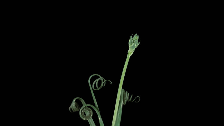 Header of Albuca