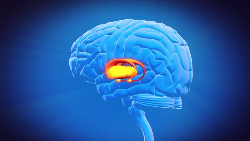 Brain Part - Hippocampus Stock Footage Video 3283076 | Shutterstock