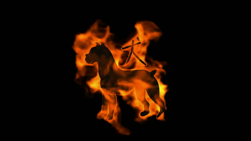 Chinese Zodiac Of Fire Dog Stockvideos Filmmaterial 100 Lizenzfrei 