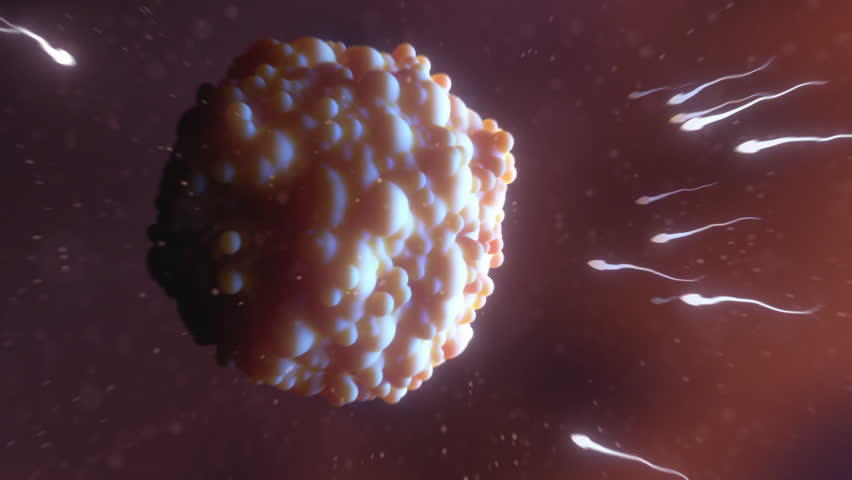 Macro render of sperm cell entering an ovum