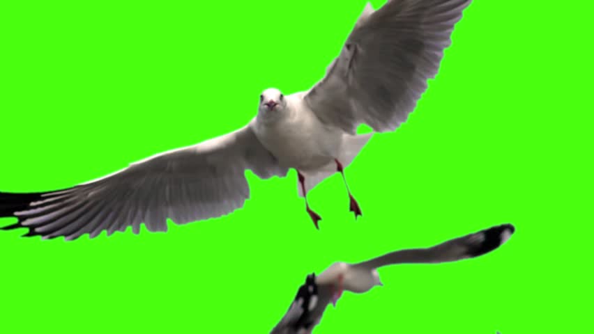 Seabirds Stock Video Footage - 4K and HD Video Clips | Shutterstock