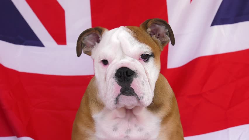 china bulldog union jack