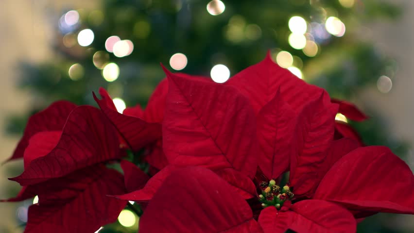 Poinsettia Plant image - Free stock photo - Public Domain photo - CC0 ...