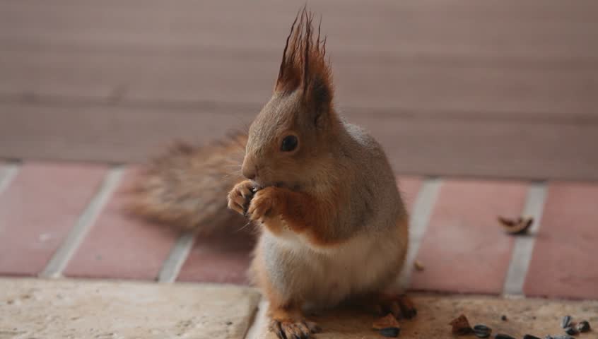 Squirrel with long ears image - Free stock photo - Public Domain photo