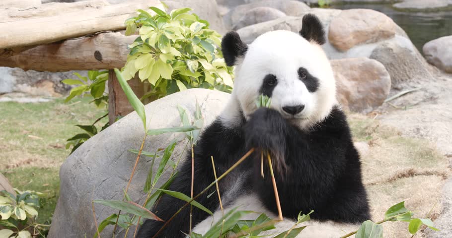 cute-panda-bear-eating-carrot-stock-footage-video-2929165-shutterstock