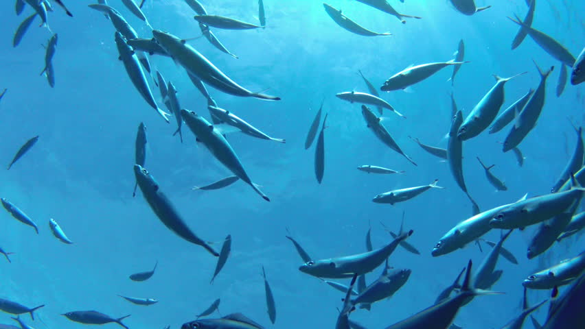 A school of striped Mackerel feeding in the Red Sea, Egypt