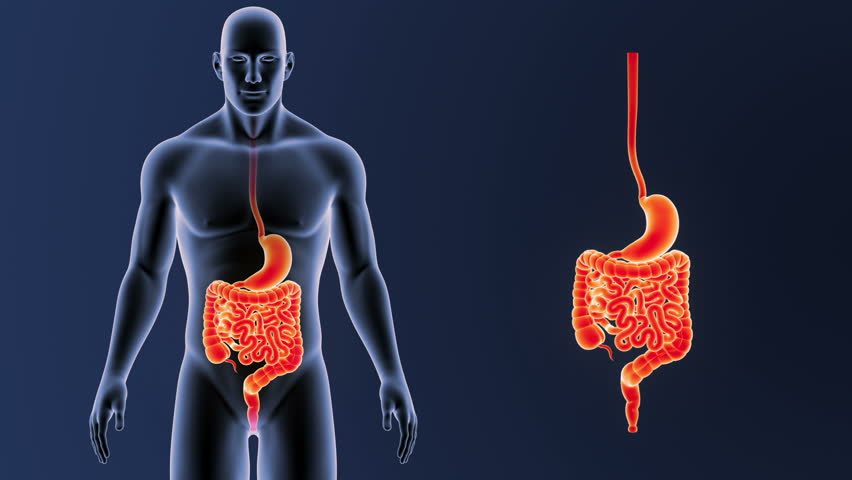 Digestive System with Body Stock Footage Video (100% Royalty-free