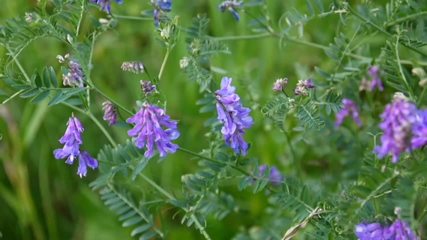 Header of vetch