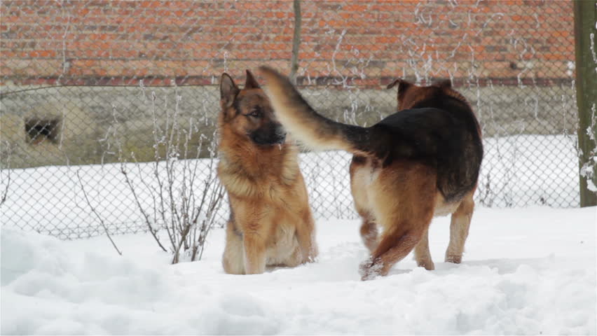 mating german shepherd dogs