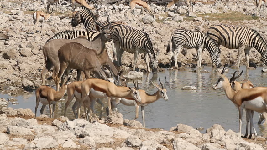 Окапи и зебра. Животные на суше. Окапи жираф и зебра. Зебра антилопа жираф. Зебра антилопа жираф.