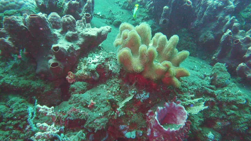 Header of Alcyonium digitatum