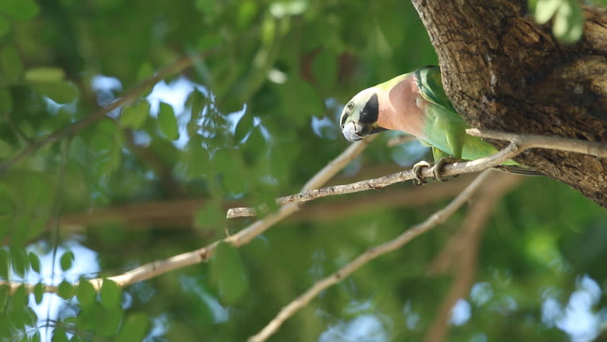Header of Alexandrine parakeet