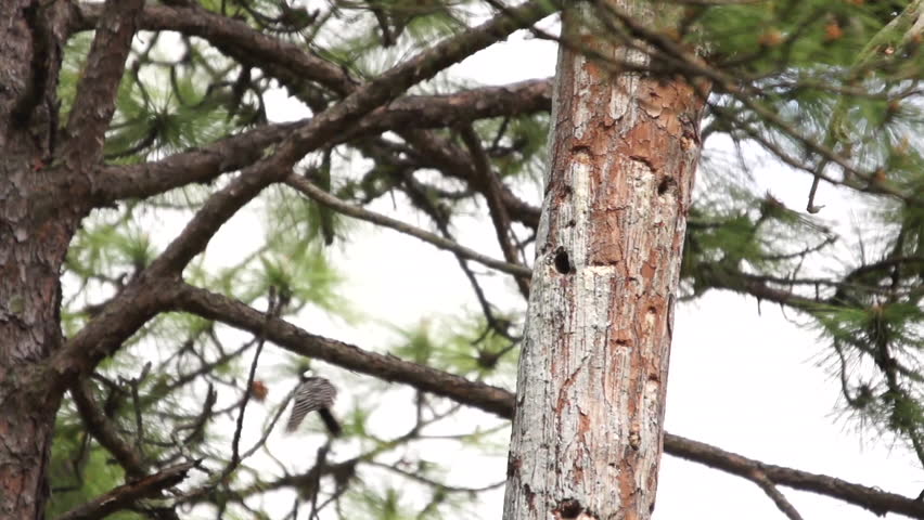 Header of woodpecker