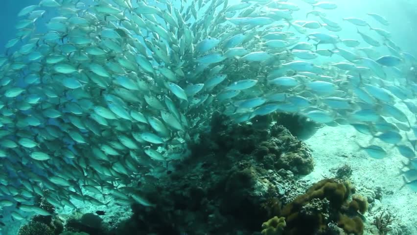 A thick school of scad part as they flow over a shallow sandy slope in the