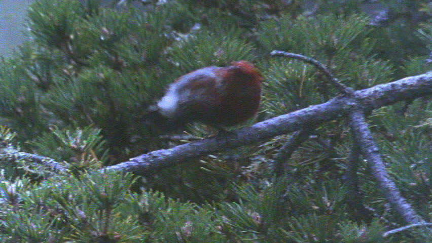 Header of honeycreeper