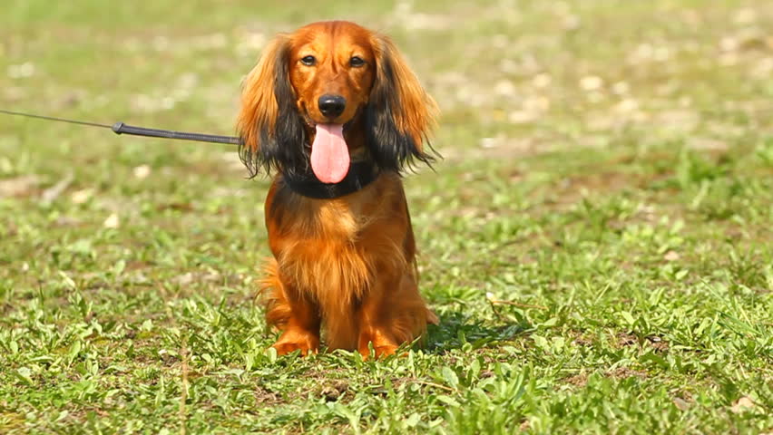 Red Long Haired Dachshund Standing On Stock Footage Video
