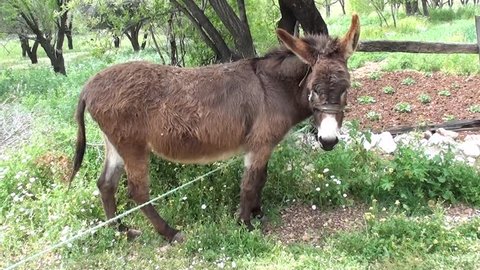 Tied Donkey Posing Tracking Shot Stock Footage Video (100% Royalty-Free)  3779237 | Shutterstock