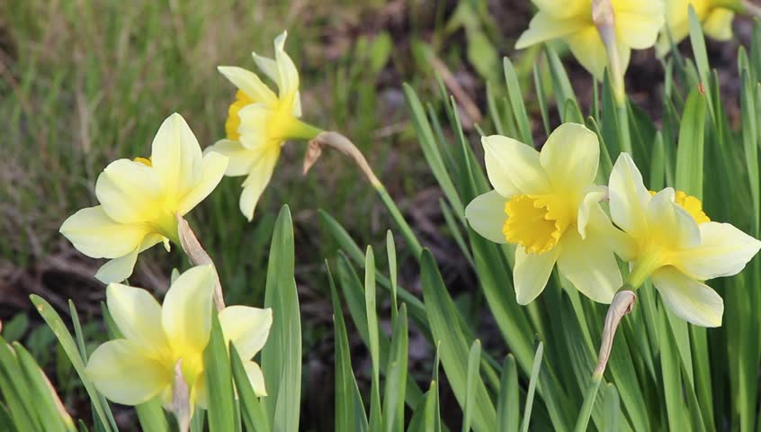 Close Up Of Yellow Daffodils (narcissus) Flowering In Spring Sunshine ...