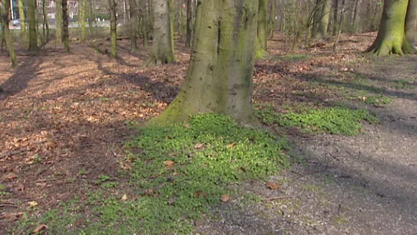 Header of Adoxa moschatellina