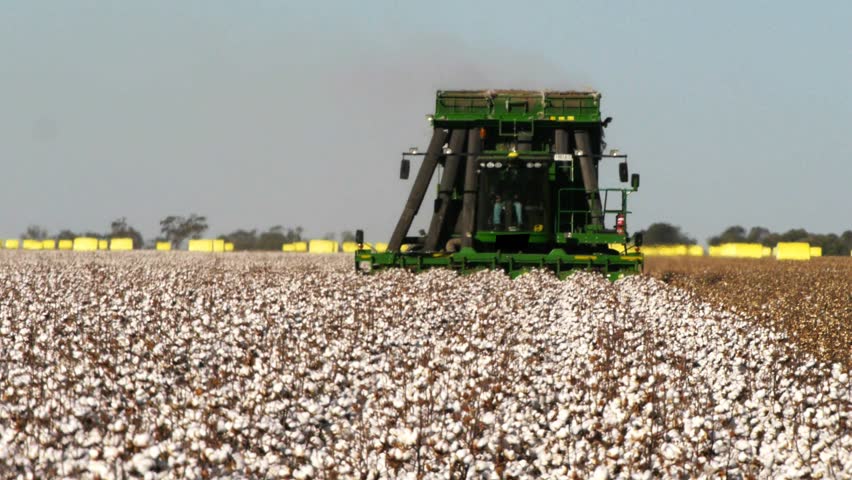 Cotton Fields Stock Video Footage - 4K and HD Video Clips | Shutterstock