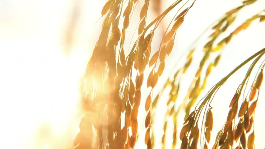 Header of Paddy
