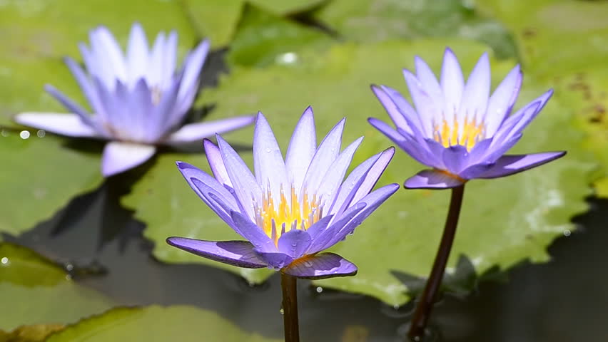 Time Lapse Opening Of Water Lily Flower Lotus Stock Footage Quake Santander Frog Hd Stock Video Clip